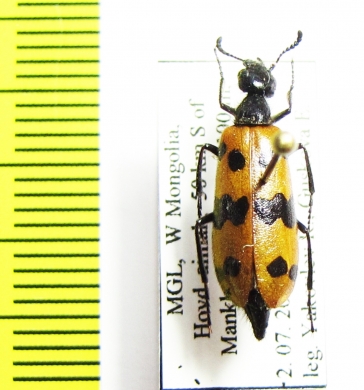 Mylabris aulica  Mongolia - INSECTS-STORE.RU