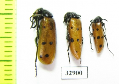 Mylabris crocata  Russia, Astrakhan reg. - INSECTS-STORE.RU