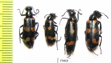 Mylabris frolovi  Uzbekistan - INSECTS-STORE.RU