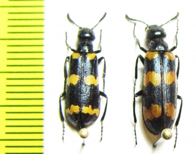 Mylabris koenigi  Kazakhstan - INSECTS-STORE.RU