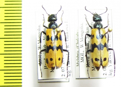 Mylabris mongolica  Mongolia - INSECTS-STORE.RU
