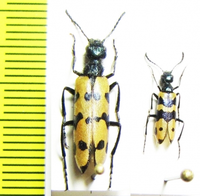 Mylabris mongolica  Mongolia - INSECTS-STORE.RU