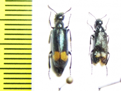 Mylabris monozona  Mongolia - INSECTS-STORE.RU