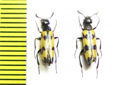 Mylabris pusilla  Russia, Volgograd reg. - INSECTS-STORE.RU