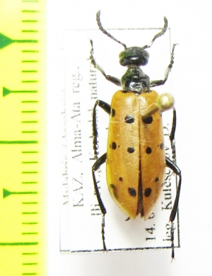 Mylabris sedecimpunctata  Kazakhstan - INSECTS-STORE.RU