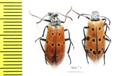 Mylabris sedecimpunctata  Kazakhstan - INSECTS-STORE.RU
