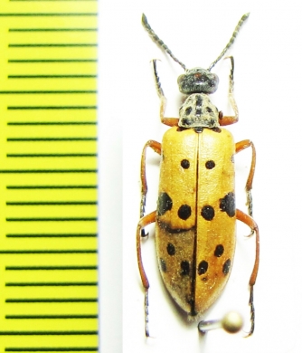 Mylabris sedecimpunctata  Kazakhstan - INSECTS-STORE.RU