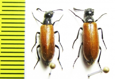 Mylabris sp.  Azerbaijan - INSECTS-STORE.RU