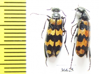 Mylabris sp.  Kazakhstan - INSECTS-STORE.RU