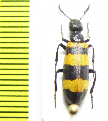 Mylabris sp.  Turkey, Antalya prov. - INSECTS-STORE.RU