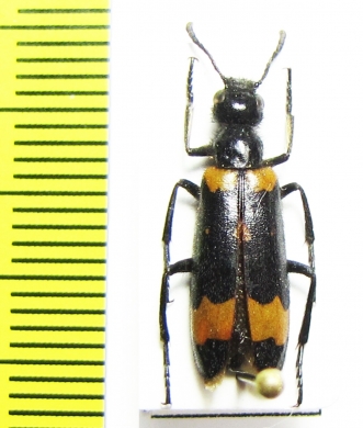 Mylabris sp.  Turkey, Artvin prov. - INSECTS-STORE.RU