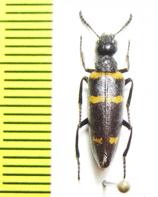 Mylabris sp.  Turkey, Mugla prov. - INSECTS-STORE.RU