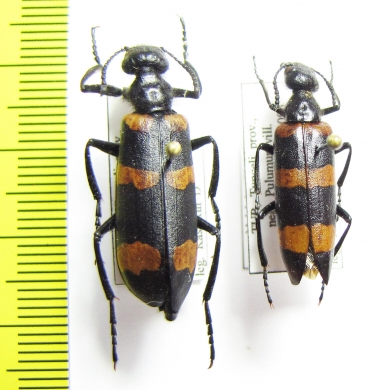 Mylabris syriaca  Turkey, Tunceli prov. - INSECTS-STORE.RU