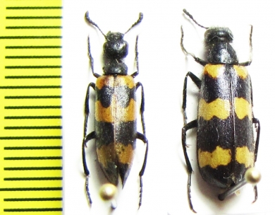 Mylabris variabilis  Turkey/Turkmenia - INSECTS-STORE.RU