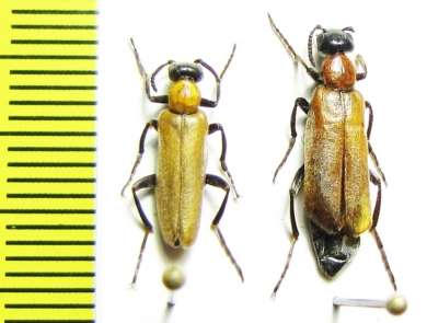 Oenas crassicornis  Bulgaria - INSECTS-STORE.RU