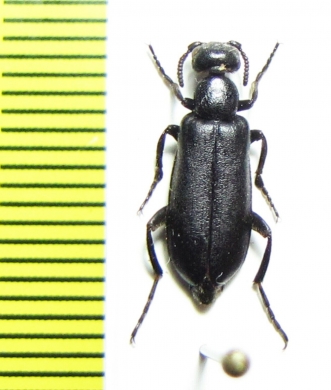 Oenas sericeus  Morocco - INSECTS-STORE.RU