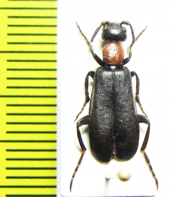 Oenas sericeus  Morocco - INSECTS-STORE.RU