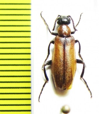 Oenas tarsensis  Armenia - INSECTS-STORE.RU