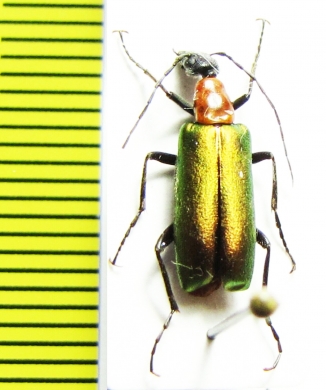 Stenodera anatolica  Turkey - INSECTS-STORE.RU