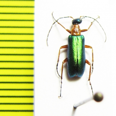 Stenodera coeruleiceps  Turkey, Amasya prov. - INSECTS-STORE.RU