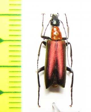 Stenodera coeruleiceps  Turkey, Amasya prov. - INSECTS-STORE.RU