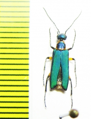 Stenodera puncticollis  Israel - INSECTS-STORE.RU