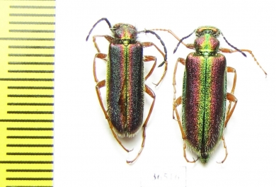 Teratolytta kaszsbi, pair  Uzbekistan - INSECTS-STORE.RU