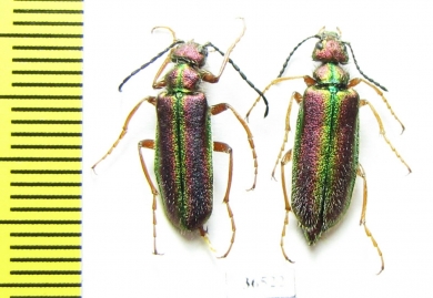 Teratolytta kaszsbi, pair  Uzbekistan - INSECTS-STORE.RU