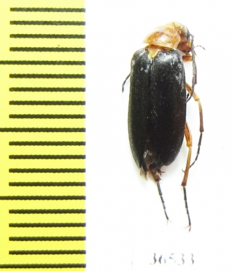 Zonitis sp.  Tajikistan - INSECTS-STORE.RU