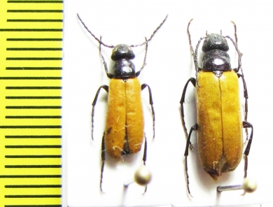 Zonitis sp.  Turkey, Antalya prov. - INSECTS-STORE.RU