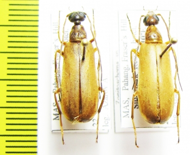 Zonitoshema sp.  Malaysia - INSECTS-STORE.RU