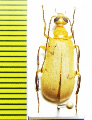 Zonitoshema sp.  Thailand - INSECTS-STORE.RU