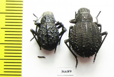 Tenebrionidae sp.  Zambia - INSECTS-STORE.RU