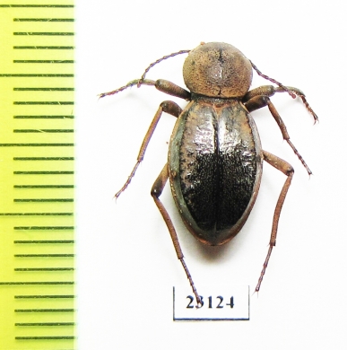 Tenebrionidae sp.  Zambia - INSECTS-STORE.RU