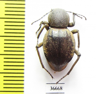 Tenebrionidae sp.  Zambia - INSECTS-STORE.RU