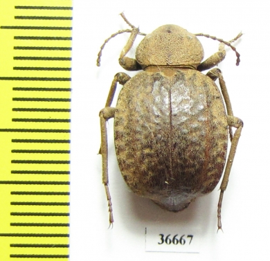 Tenebrionidae sp.  Zambia - INSECTS-STORE.RU