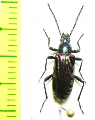 Tenebrionidae sp.  Zambia - INSECTS-STORE.RU