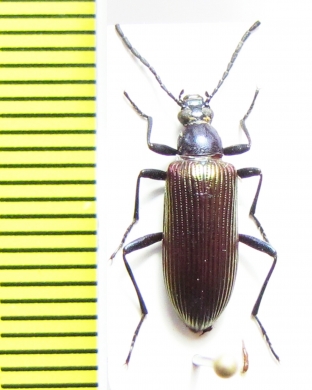 Tenebrionidae sp.  Zambia - INSECTS-STORE.RU