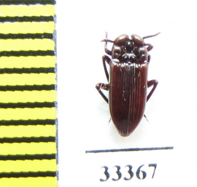 Tenebrionidae sp.  Zambia  (termitophilous) - INSECTS-STORE.RU