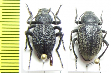 Tenebrionidae sp.  Zambia/Tanzania - INSECTS-STORE.RU