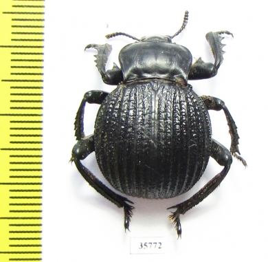 Gonopus sp.  Zambia - INSECTS-STORE.RU