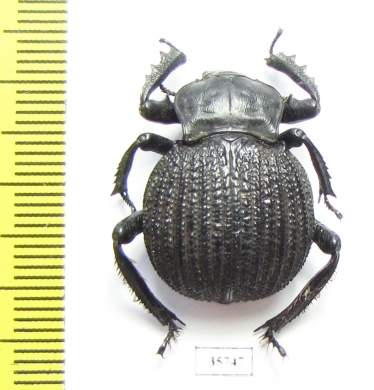 Gonopus sp.  Zambia - INSECTS-STORE.RU