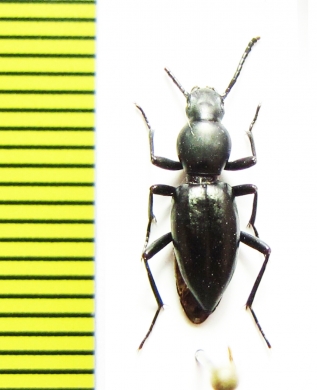 Nothocerus cylindricornis  Zambia - INSECTS-STORE.RU