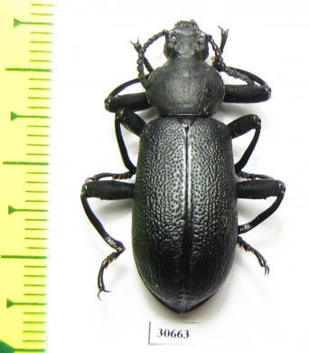 Odontopezus sp.  Zambia - INSECTS-STORE.RU