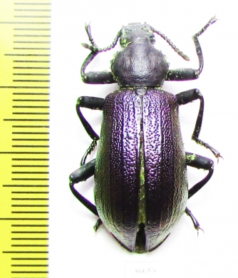 Odontopezus sp.  Zambia - INSECTS-STORE.RU