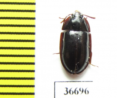 Peltoides sp.  Zambia - INSECTS-STORE.RU