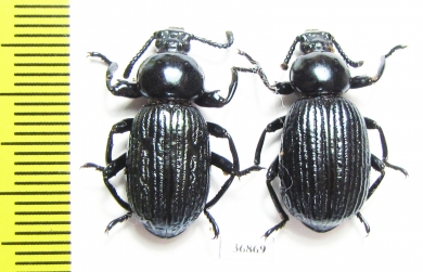 Pycnocerus revoili ssp.  Zambia - INSECTS-STORE.RU