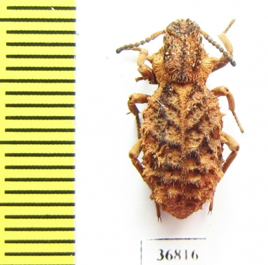 Sepidiini sp.  Zambia - INSECTS-STORE.RU