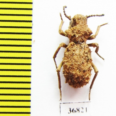 Sepidiini sp.  Zambia - INSECTS-STORE.RU