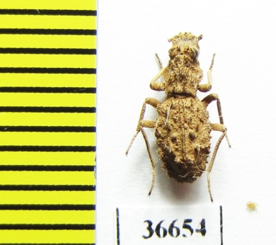 Sepidiini sp.  Zambia - INSECTS-STORE.RU